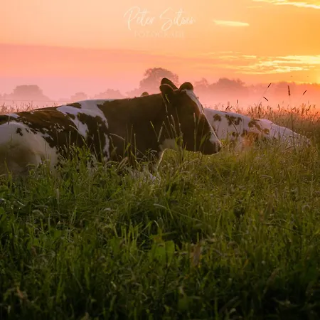 Hanzestekje * Harderwijk