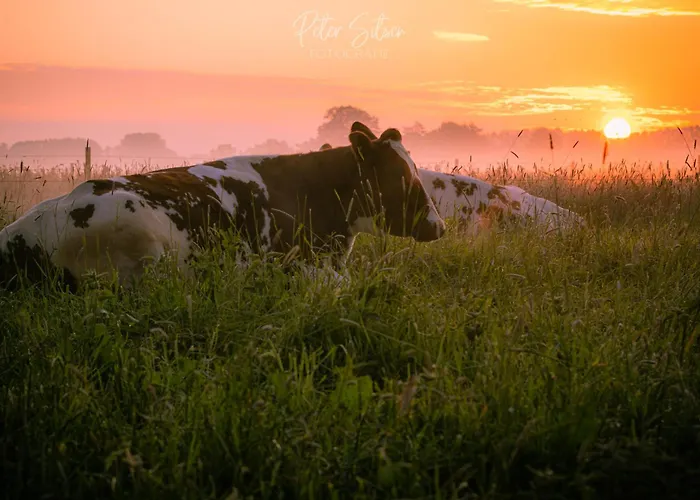 Hanzestekje * Harderwijk